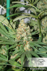 master kush Hanfpflanze als feminisierte Hanfsamen kaufen zum indoor grow