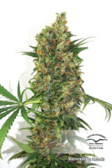 master kush Hanfpflanze als feminisierte Hanfsamen kaufen zum indoor grow