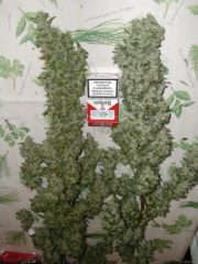 monster headbud ernte