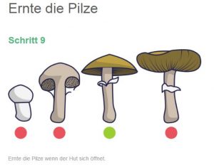 mushroom growkit anleitung 10 1 300x232 1 En pocas palabras: Sí, realmente funciona, aquí puedes comprar hongos mágicos del líder del mercado europeo sin ningún problema y pedirlos discretamente a domicilio comprándolos en línea.
