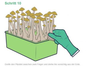 mushroom growkit anleitung 11 1 300x234 1 En pocas palabras: Sí, realmente funciona, aquí puedes comprar hongos mágicos del líder del mercado europeo sin ningún problema y pedirlos discretamente a domicilio comprándolos en línea.