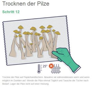 mushroom growkit anleitung 13 1 300x279 1 En pocas palabras: Sí, realmente funciona, aquí puedes comprar hongos mágicos del líder del mercado europeo sin ningún problema y pedirlos discretamente a domicilio comprándolos en línea.