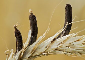 Mutterkorn kaufen (Pilz zur LSD-Herstellung)