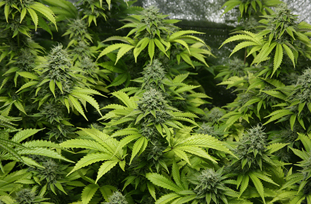 indoor pflanzen weed