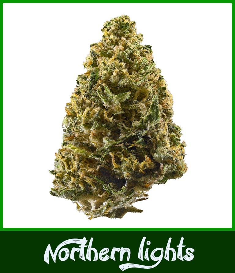 ? Gras kaufen und Cannabis online bestellen (Weed, Marihuana, Hanf) – Seriös & Sicher 42 northern lights gras knospe in nahaufnahme