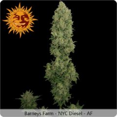 nyc diesel auto Hanfpflanze als feminisierte Hanfsamen kaufen zum autoflower grow