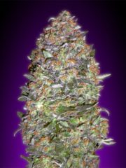 nyc diesel auto Hanfpflanze als feminisierte Hanfsamen kaufen zum autoflower grow