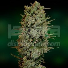 nyc diesel auto Hanfpflanze als feminisierte Hanfsamen kaufen zum autoflower grow