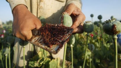 Opium kaufen und online bestellen