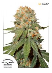 orange bud Hanfpflanzen aus feminisierten Hanfsamen kaufen indoor