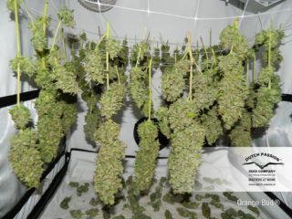orange bud Hanfpflanzen aus feminisierten Hanfsamen kaufen indoor