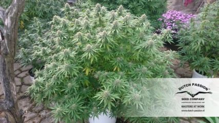 orange bud Hanfpflanze aus feminisierten Hanfsamen kaufen indoor
