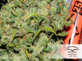 orange bud Hanfpflanzen aus feminisierten Hanfsamen kaufen indoor
