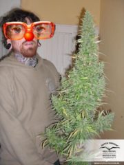 orange bud Hanfpflanzen aus feminisierten Hanfsamen kaufen indoor