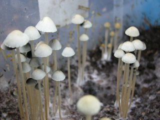 Hawaiianische Pilze bestellen (Panaeolus cyanescens) – Wirkung, Erfahrungen, Dosierung