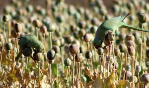 Opium-süchtige Papageien terrorisieren indische Mohn-Bauern