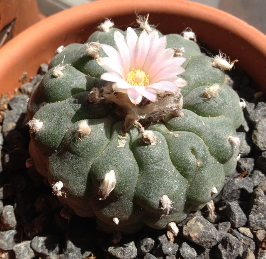 peyote kaktus mit blüte