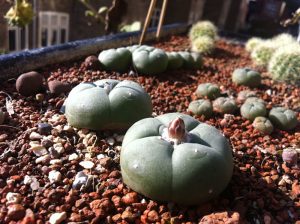 peyote kaktus kaufen