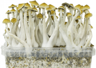 pilze growbox