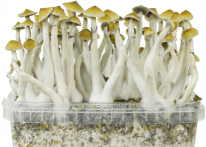 Zauberpilze – Was ist das genau und wie wirken sie? Hier steht alles Wissenswerte dazu! 15 pilze growbox