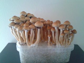 pilze growkit kaufen image