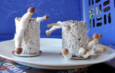 Pilzkuchen Substratkuchen zucht image