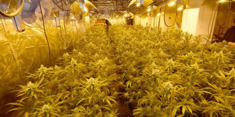 illegale cannabis plantage indoor
