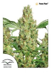 power plant Hanfpflanze als feminisierte Hanfsamen kaufen zum indoor grow
