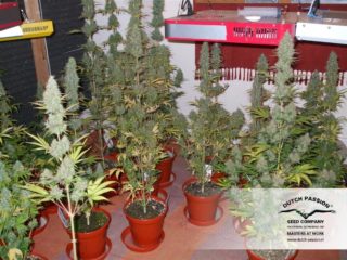 power plant Hanfpflanze als feminisierte Hanfsamen kaufen zum indoor grow