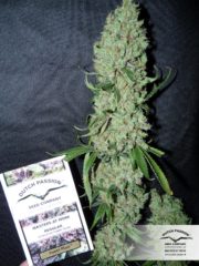power plant Hanfpflanze als feminisierte Hanfsamen kaufen zum indoor grow