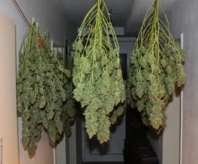 power plant Hanfpflanze als feminisierte Hanfsamen kaufen zum indoor grow