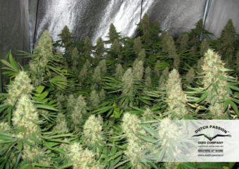 power plant Hanfpflanze als feminisierte Hanfsamen kaufen zum indoor grow