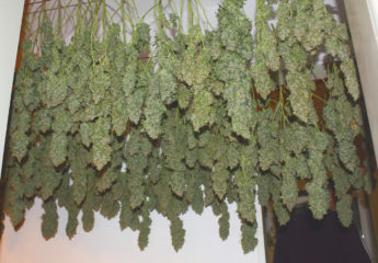 power plant Hanfpflanze als feminisierte Hanfsamen kaufen zum indoor grow