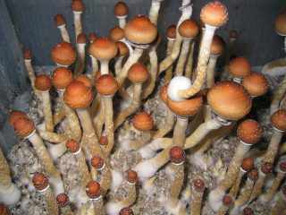 psilocybe cubensis image