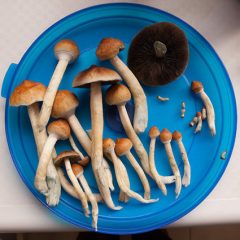 psilocybe cubensis gutes bild notusedyet 240x240 1 In a nutshell: Yes it really works, here at Somagarden.com you can buy magic mushrooms from the European market leader without any problems and order them discreetly home by buying them online!