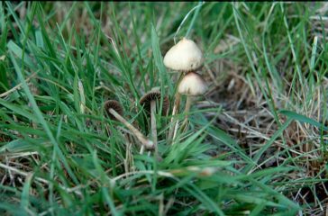 psilocybe semilanceata 1 364x240 1 Lesen Sie mehr über Zauberpilze, indem Sie hier klicken