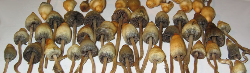 Psilocybe semilanceata haufen