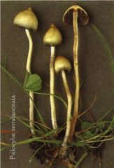 psilocybe semilanceata 3 2 163x240 1 Lesen Sie mehr über Zauberpilze, indem Sie hier klicken