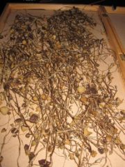 psilocybe semilanceata riesige sammlung 1 180x240 1 Lesen Sie mehr über Zauberpilze, indem Sie hier klicken