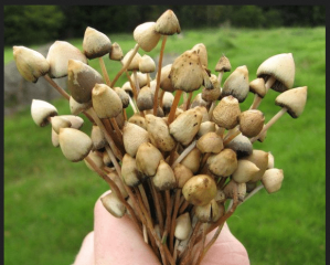 Medien hetzen gegen Psilocybe semilanceata (Spitzkegeliger Kahlkopf)