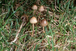 Magic Mushrooms züchten & Zauberpilze anbauen 64 Spitzkegeliger Kahlkopf