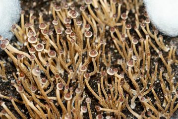 psilocybe tampanensis 1 359x240 1 In diesem umfassenden Beitrag widmen wir uns den Wirkstoffen Psilocybin und Psilocin aus den sogenannten „Magic Mushrooms“ bzw. "Zauberpilzen" ganz ausführlich. Auf Grundlage von wissenschaftlichen Quellen stellen wir die Wirkung, die biochemische Wirkweise, ihre Entdeckung und Geschichte, die Dosierung, diverse Erfahrungsberichte und vieles Weitere gründlich und verständlich dar.