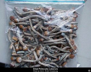 Psilocybe cubensis image