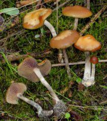 Psilocybe cyanescens: "Drogenpilz" Blauer Kahlkopf breitet sich angeblich invasiv in der Schweiz aus 1 Psilocybe cyanescens: "Drogenpilz" Blauer Kahlkopf breitet sich angeblich invasiv in der Schweiz aus