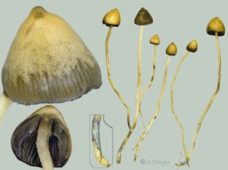 psilocybe semilanceata 1 1 322x240 1 Lesen Sie mehr über Zauberpilze, indem Sie hier klicken