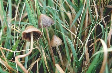 psilocybe_semilanceata image