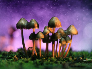 Magic Mushrooms