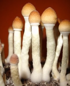 Zauberpilze – Was ist das genau und wie wirken sie? Hier steht alles Wissenswerte dazu! 20 Psilocybin Pilze