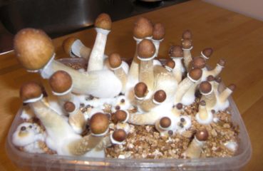 psychedelische pilze 1 369x240 1 Vorab: Hier kann man fertige Pilz-Growboxen als Easy-Growkit kaufen sowie Zubehör zur Zauberpilzzucht. Ob man vom Magic Mushrooms Züchten oder auch dem Zauberpilze Züchten spricht, in beiden Fälle ist dasselbe gemeint: halluzinogene Pilze züchten und anbauen, um riesige Ernten einzufahren.