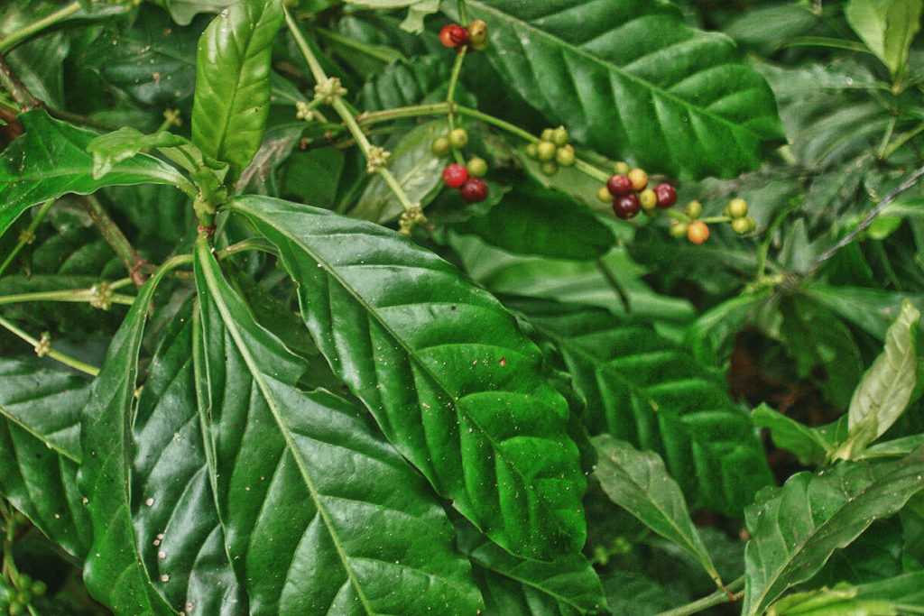 Psychotria Viridis: Kaufen, Wirkung, Erfahrungen, Dosierung (Chacruna) 8 Psychotria viridis chacruna pflanze